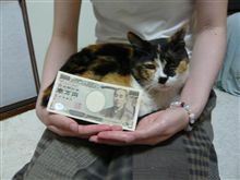 うちのミケ知りませんか？
