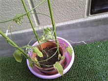 朝顔観察日記0804