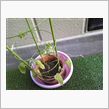 朝顔観察日記0804