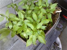 一味観察日記0804