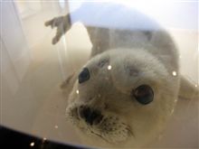 ゴマちゃん