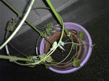 朝顔観察日記0805
