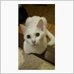 猫の腕組み!?