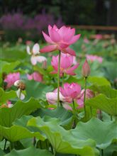 【試し撮り】極楽浄土に咲く花