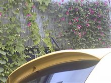 今朝もチンクの横は満開！