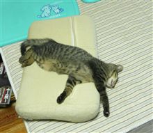 占領されました・・・