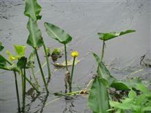 弁天池とコウホネ