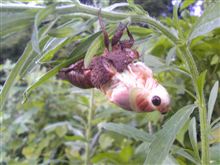 ８月です。