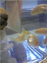 金魚