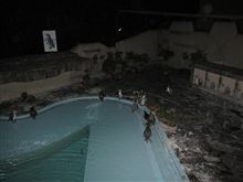 夜の動物園・・・