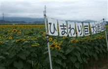 ひまわりの巨大迷路出現！