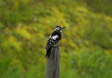 鳥っきーな方々