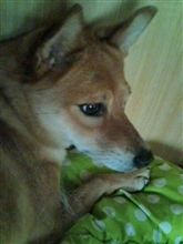 大雨(^^;ウチのサクラは…