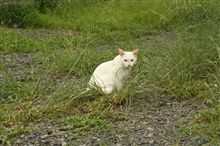 一眼ねこ