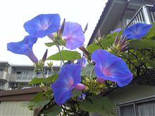 台風前に咲き誇るアサガオ♪