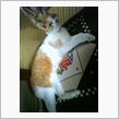猫になりたい