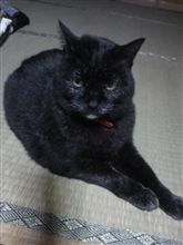 地震予知猫!?