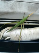 車を掃除中