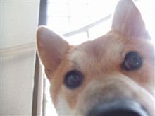 お盆初日は、まったり過ごしましたとさ...