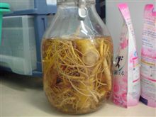 高麗人参
