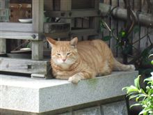 猫も