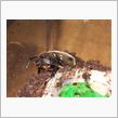 カブトムシを飼い始めました。