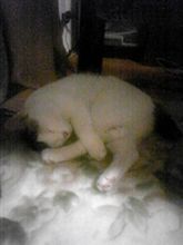 癒し
