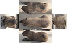 カピちゃんと触れ合ってきました