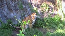 天王寺動物園へ