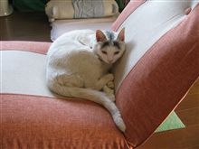 座椅子とられた…(T_T)
