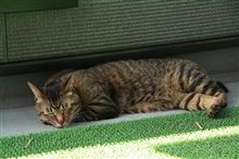 とらきち