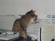 太陽にほえろ！