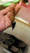 タダイマ―。。。