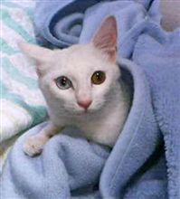 過去のシロ①毛布からこんにちは