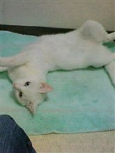 過去のシロ③バスマットって気持ちいぃ～