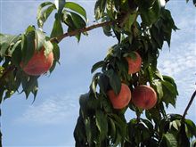 ちょっくら隣県まで桃狩りに