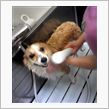 ペットウウォッシュ