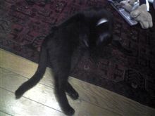 今日のくろねこ