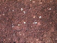 カブトムシの幼虫が生まれました。