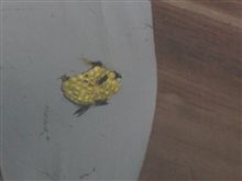 危険