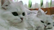 今日から、いつも通り～