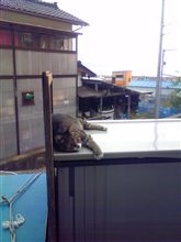 朝もはよから…