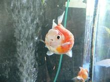 金魚資料館