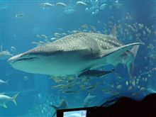 海遊館デート