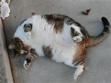 【猫】？・・・。