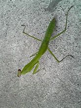 夏も終わり。