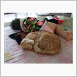 猫の優しさ？？(･∀･)ﾆﾔ ...