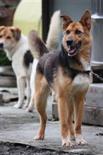 犬に遊んでもらいました♪