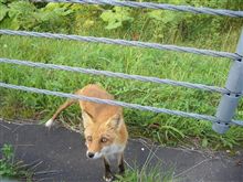 北の大地で出会いました