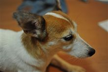 愛犬でD700のテスト